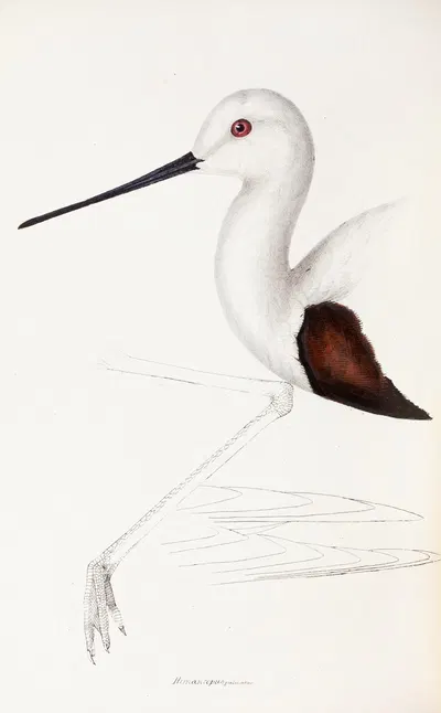 A synopsis of the birds of Australia, and the adjacent Islands Pl.33 by Elizabeth Gould, 1837-1838 — digital art print…