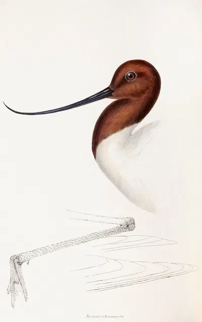 A synopsis of the birds of Australia, and the adjacent Islands Pl.35 by Elizabeth Gould, 1837-1838 — digital art print…