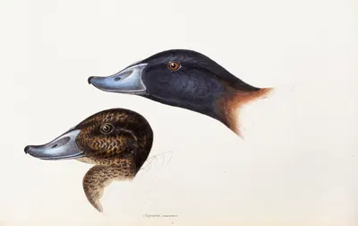 A synopsis of the birds of Australia, and the adjacent Islands Pl.36 by Elizabeth Gould, 1837-1838 — digital art print…