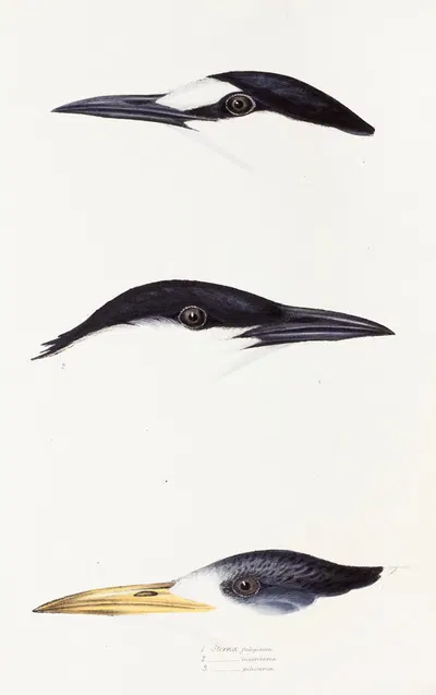 A synopsis of the birds of Australia, and the adjacent Islands Pl.37 by Elizabeth Gould, 1837-1838 — digital art print…