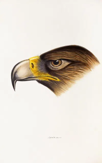 A synopsis of the birds of Australia, and the adjacent Islands Pl.38 by Elizabeth Gould, 1837-1838 — digital art print…