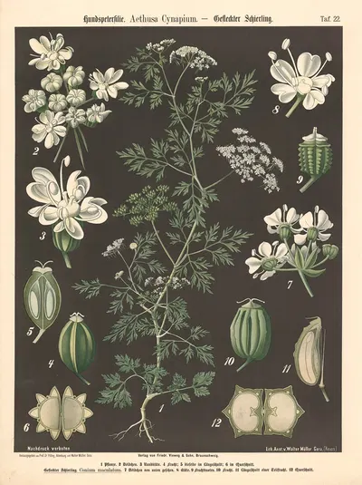 Hundspetersilie. Aethusa Cynapium by Walter Müller, 1894 — digital art print download