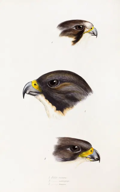 A synopsis of the birds of Australia, and the adjacent Islands Pl.42 by Elizabeth Gould, 1837-1838 — digital art print…