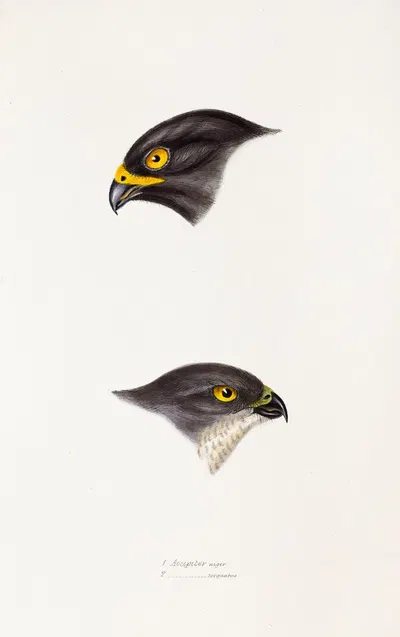 A synopsis of the birds of Australia, and the adjacent Islands Pl.45 by Elizabeth Gould, 1837-1838 — digital art print…