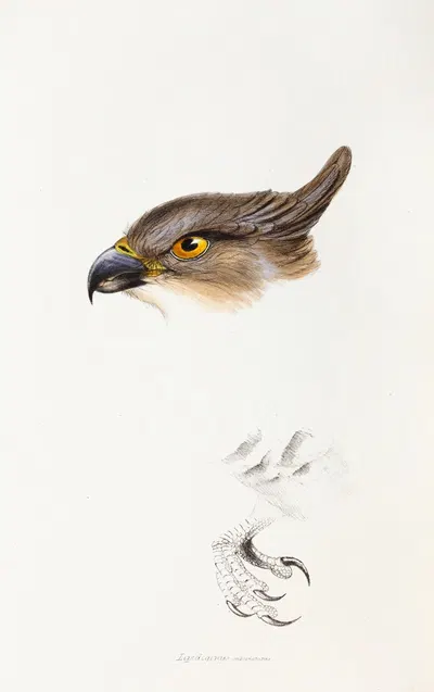 A synopsis of the birds of Australia, and the adjacent Islands Pl.46 by Elizabeth Gould, 1837-1838 — digital art print…