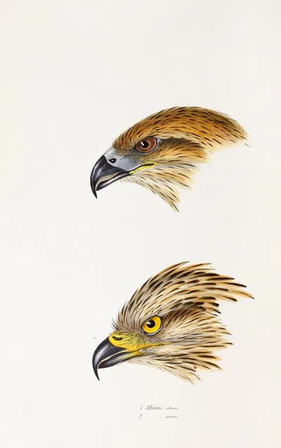 A synopsis of the birds of Australia, and the adjacent Islands Pl.47 by Elizabeth Gould, 1837-1838 — digital art print…