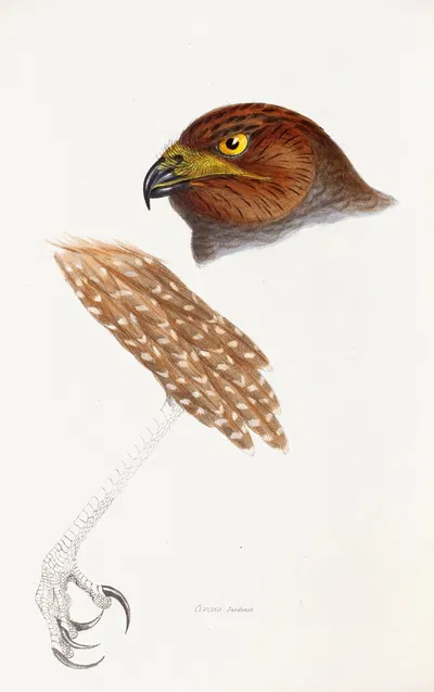 A synopsis of the birds of Australia, and the adjacent Islands Pl.48 by Elizabeth Gould, 1837-1838 — digital art print…