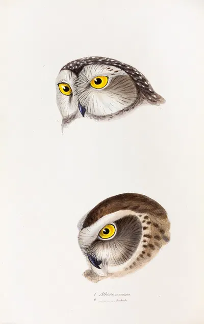 A synopsis of the birds of Australia, and the adjacent Islands Pl.50 by Elizabeth Gould, 1837-1838 — digital art print…
