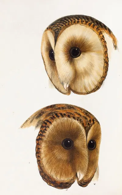 A synopsis of the birds of Australia, and the adjacent Islands Pl.51 by Elizabeth Gould, 1837-1838 — digital art print…