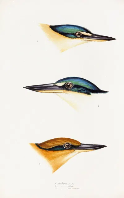 A synopsis of the birds of Australia, and the adjacent Islands Pl.53 by Elizabeth Gould, 1837-1838 — digital art print…