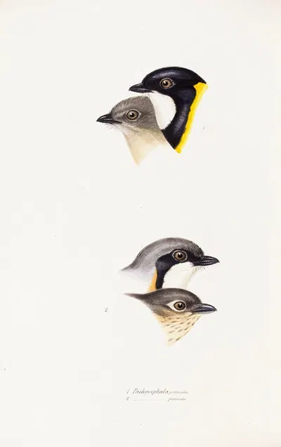 A synopsis of the birds of Australia, and the adjacent Islands Pl.54 by Elizabeth Gould, 1837-1838 — digital art print…