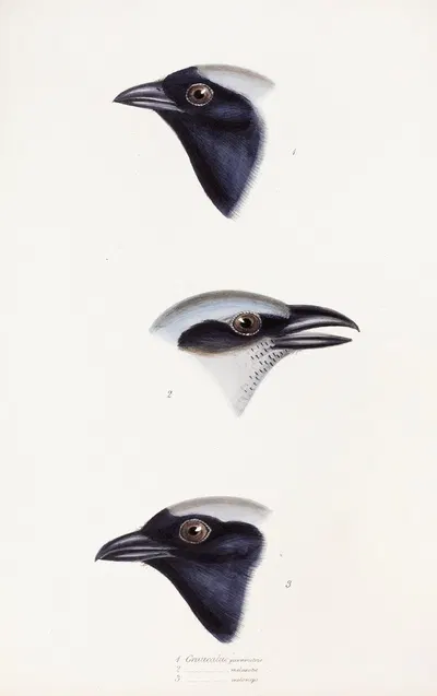 A synopsis of the birds of Australia, and the adjacent Islands Pl.56 by Elizabeth Gould, 1837-1838 — digital art print…
