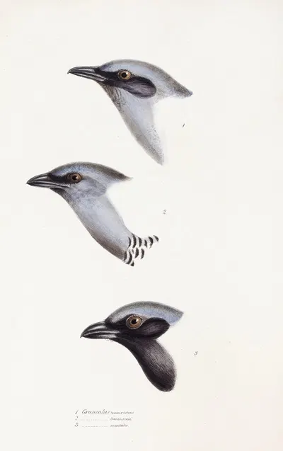 A synopsis of the birds of Australia, and the adjacent Islands Pl.57 by Elizabeth Gould, 1837-1838 — digital art print…