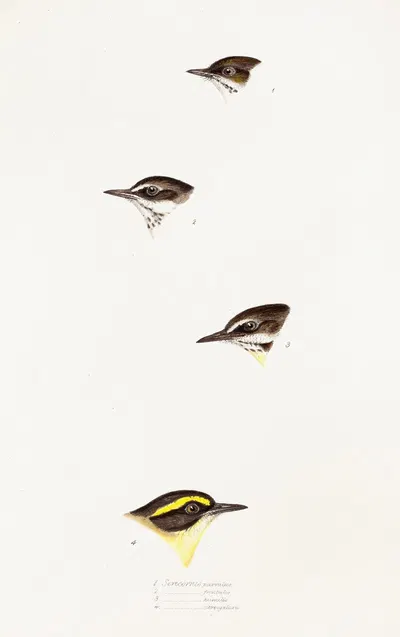 A synopsis of the birds of Australia, and the adjacent Islands Pl.58 by Elizabeth Gould, 1837-1838 — digital art print…