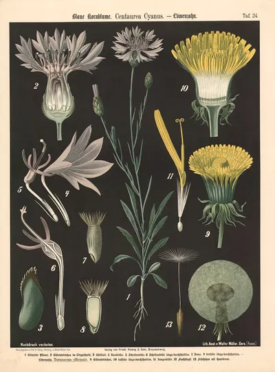 Blaue Kornblume. Centaurea Cyanus by Walter Müller, 1894 — digital art print download