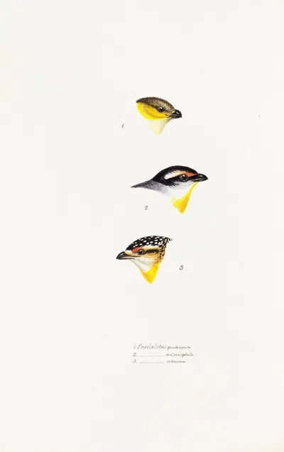 A synopsis of the birds of Australia, and the adjacent Islands Pl.62 by Elizabeth Gould, 1837-1838 — digital art print…
