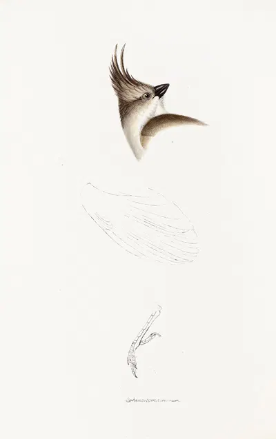 A synopsis of the birds of Australia, and the adjacent Islands Pl.63 by Elizabeth Gould, 1837-1838 — digital art print…