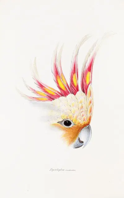 A synopsis of the birds of Australia, and the adjacent Islands Pl.65 by Elizabeth Gould, 1837-1838 — digital art print…