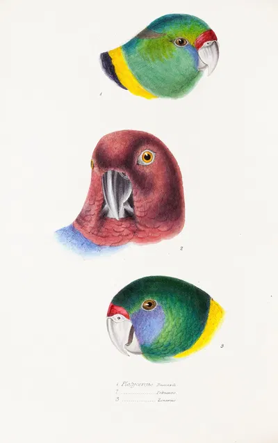 A synopsis of the birds of Australia, and the adjacent Islands Pl.66 by Elizabeth Gould, 1837-1838 — digital art print…