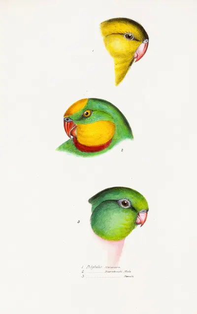 A synopsis of the birds of Australia, and the adjacent Islands Pl.67 by Elizabeth Gould, 1837-1838 — digital art print…