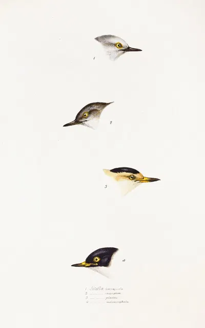 A synopsis of the birds of Australia, and the adjacent Islands Pl.68 by Elizabeth Gould, 1837-1838 — digital art print…