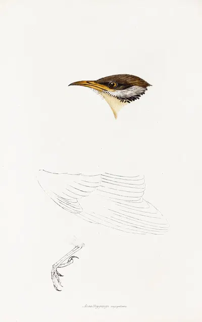 A synopsis of the birds of Australia, and the adjacent Islands Pl.69 by Elizabeth Gould, 1837-1838 — digital art print…