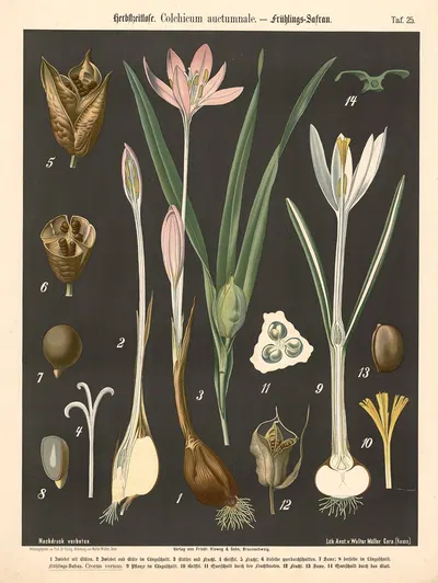 Herbstzeitlose. Colchium auctumnale by Walter Müller, 1894 — digital art print download