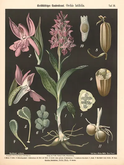 Breitblättiges Knabenkraut. Orchis latifolia by Walter Müller, 1894 — digital art print download