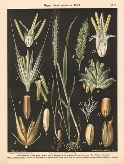 Roggen. Secale cereale by Walter Müller, 1894 — digital art print download