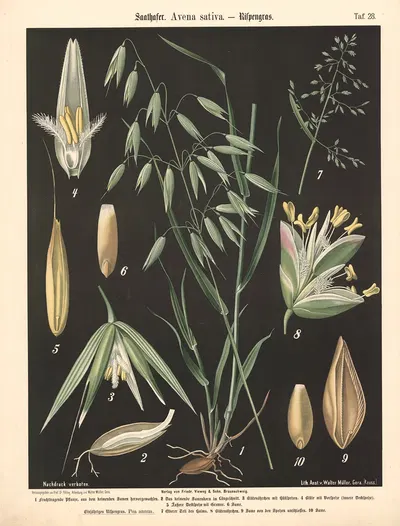 Saathafer. Avena sativa. – Rispengras by Walter Müller, 1894 — digital art print download