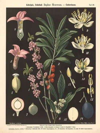 Kellerhals, Seidelbast. Daphne Mezereum by Walter Müller, 1894 — digital art print download