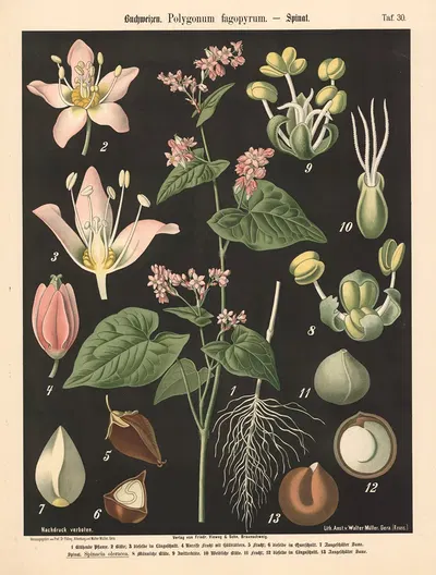 Buchweizen. Polygonum fagopyrum by Walter Müller, 1894 — digital art print download
