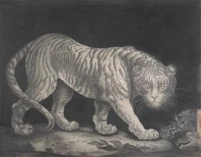 A Prowling Tiger by Elizabeth Pringle — digital art print download
