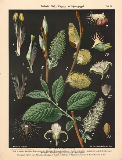 Saalweide. Salix Capræa by Walter Müller, 1894 — digital art print download