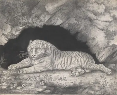 A Tiger Lying in the Entrance of a Cave by Elizabeth Pringle, 1796 — digital art print download