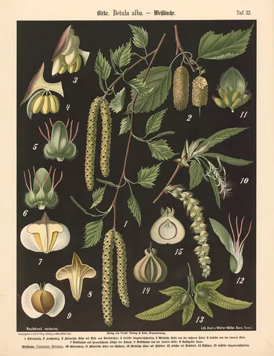 Birke. Betula alba by Walter Müller, 1894 — digital art print download