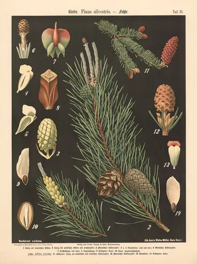 Kiefer. Pinus silvestris by Walter Müller, 1894 — digital art print download