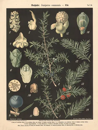 Wachholder. Juniperus communis by Walter Müller, 1894 — digital art print download