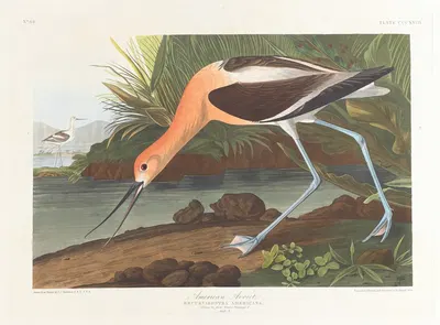 American avocet. Young in first winter plumage by John James Audubon, 1827–1838 — digital art print download