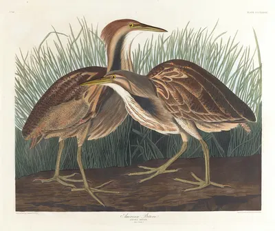 American bittern by John James Audubon, 1827–1838 — digital art print download
