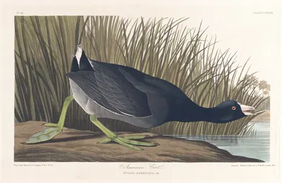 American coot by John James Audubon, 1827–1838 — digital art print download