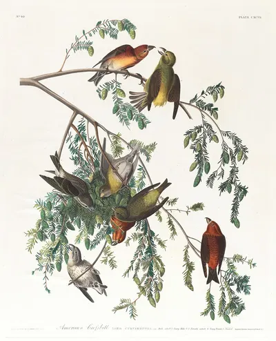 American crossbill. Male adult, 1. Young male, 2, 3. Female adult, 4. Young female, 5. Hemlock by John James Audubon,…