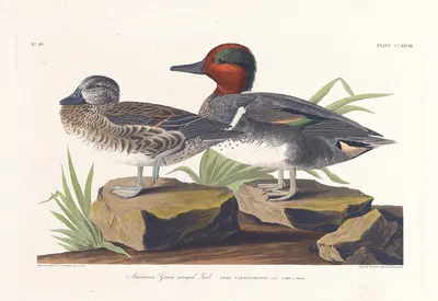 American green winged teal by John James Audubon, 1827–1838 — digital art print download