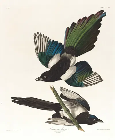 American magpie by John James Audubon, 1827–1838 — digital art print download