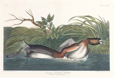 American pied-bill dobchick by John James Audubon, 1827–1838 — digital art print download