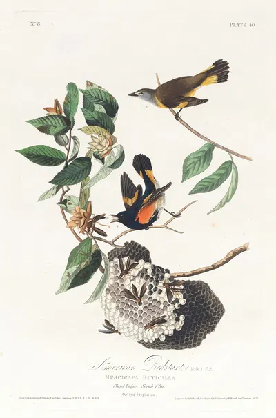 American redstart by John James Audubon, 1827–1838 — digital art print download