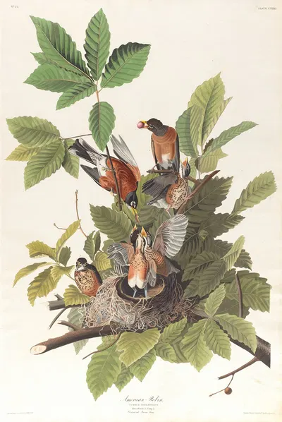 American robin by John James Audubon, 1827–1838 — digital art print download