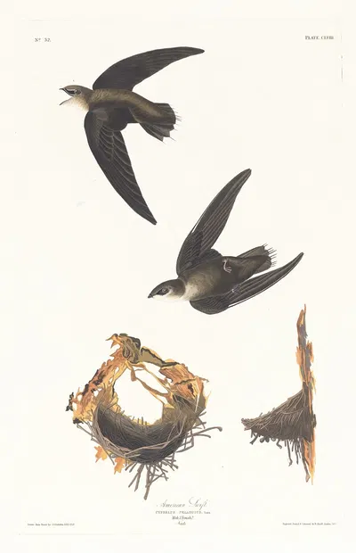 American swift by John James Audubon, 1827–1838 — digital art print download