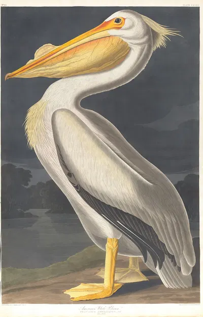 American white pelican by John James Audubon, 1827–1838 — digital art print download