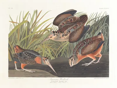 American woodcock by John James Audubon, 1827–1838 — digital art print download